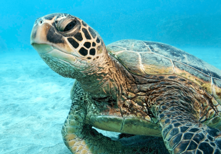 Costa Rica Biology Trips