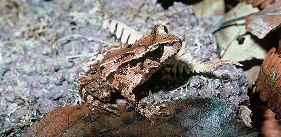 Frog.Archey's.NewZealand.NoTadPole