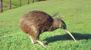 Kiwi.Bird.NewZealand.Evolve.Tours.Travel.Tourism.Educational.Travel.Provider.NZ..png