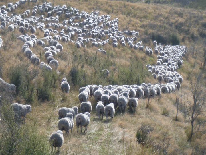 Sheep. New Zealand. Population. Travel. Tours
