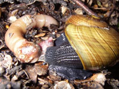 Snail.Carnivorous.NewZealand.Hermaphrodite.Evolve.Travel.Tourism.South Island.