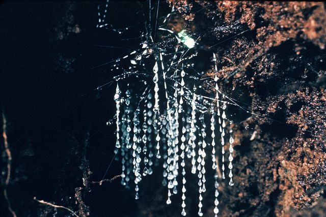 Glow Worms. Glow. Caves. New Zealand. Tours. Educational. Travel