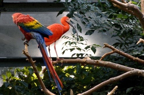 Macaws at the Montreal Bidome