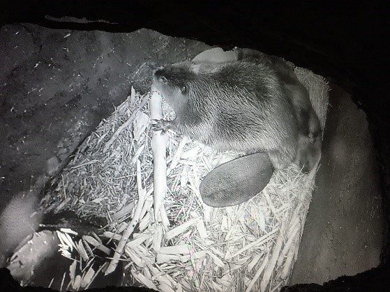 Camera footage to see what the beavers are up to in their home