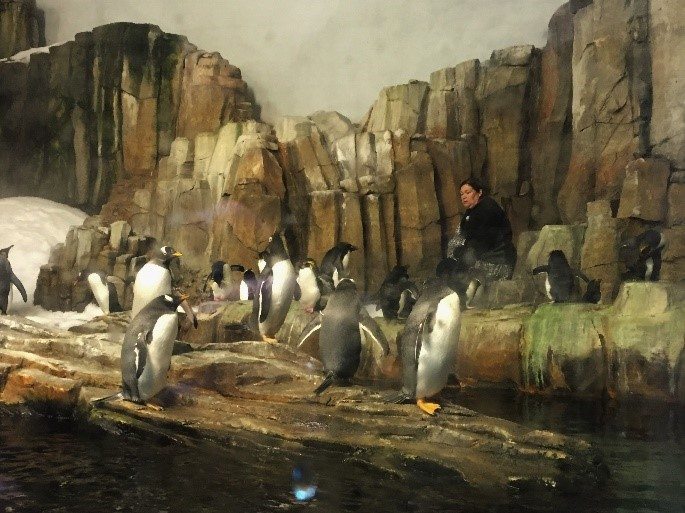 Happy feet penguins representing the Sub-Antarctic Islands