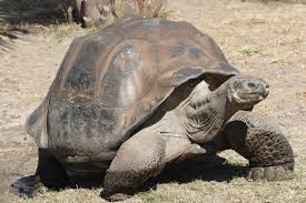 The Galapagos tortois