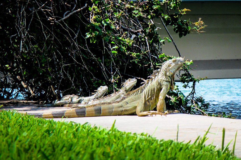 Iguana's taking in the sunshine on the boardwalk