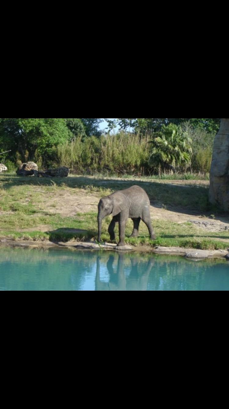 Everyone loves Elephants. It's a fact of life.