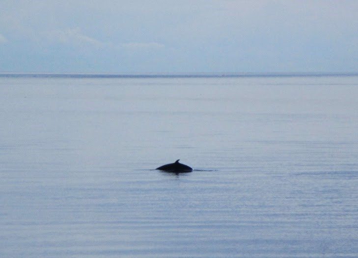 quebec-whale-watching-4