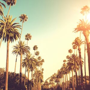 Palm Trees Los Angeles