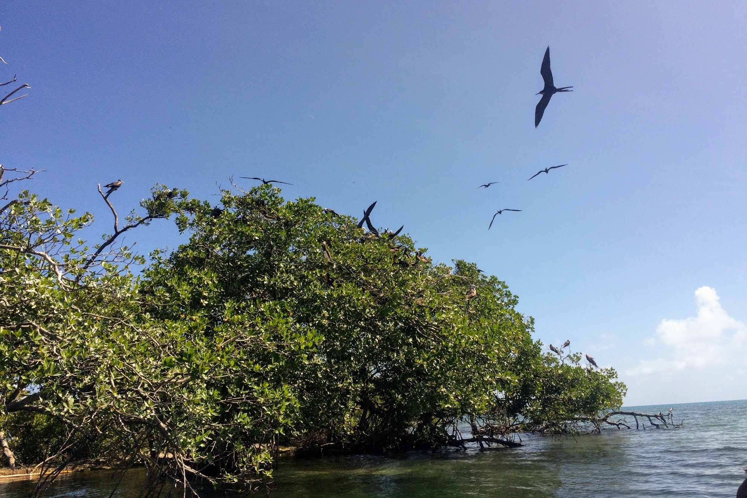 Boobies and Frigate birds at Man-O-War Sanctuary near Tobacco Caye