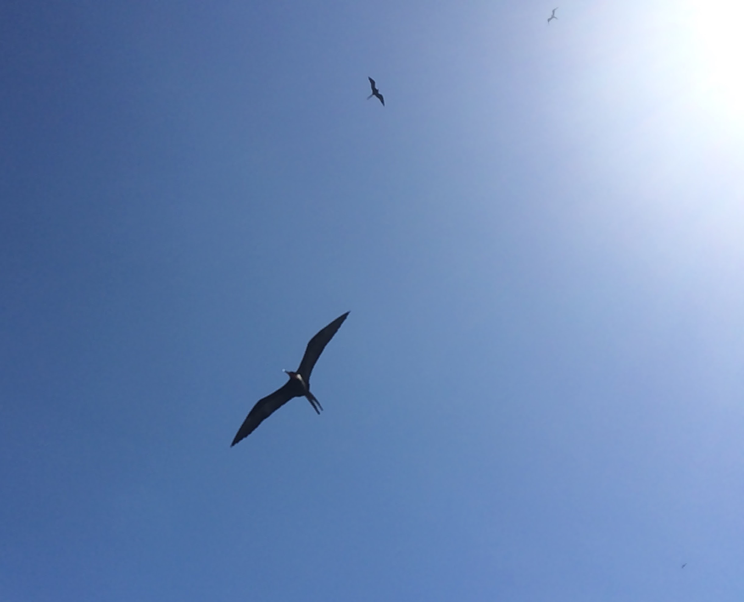 The Magnificent Frigate bird in flight. Distinguished by its pointed wings and split tail. The males have a red chest that inflates like a balloon during mating time.