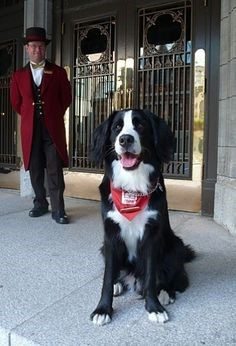 Look out for Daphnie the canine ambassador on your next trip to Quebec City