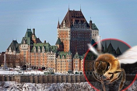 Atop Chateau Frontenac lives a flourishing ecosystem supporting hives of bees in Quebec City