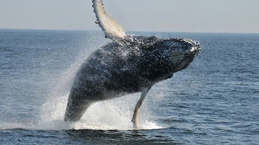Whales in the St. Lawrence of Quebec City