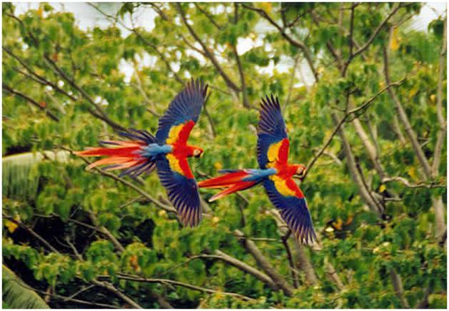 Costa Rica Fauna