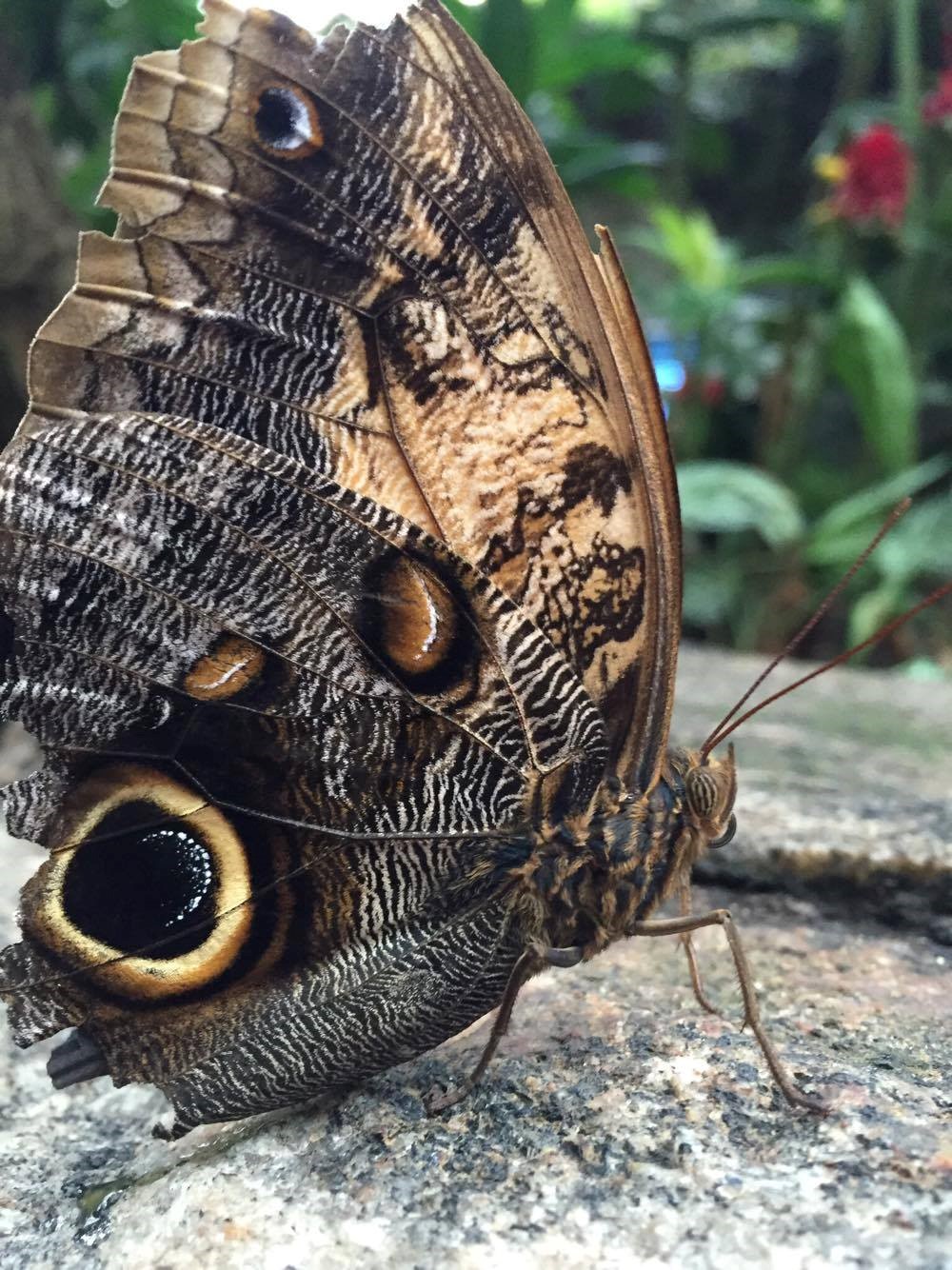Butterfly at the Conservatory, Niagara Falls