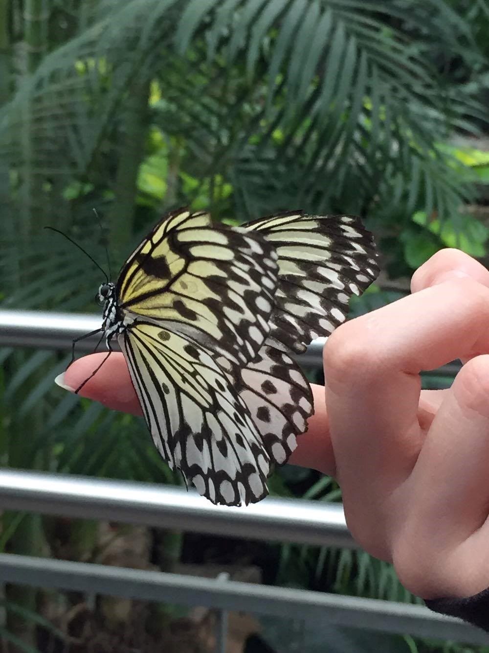 Butterfly lands on student's hand, Niagara Falls
