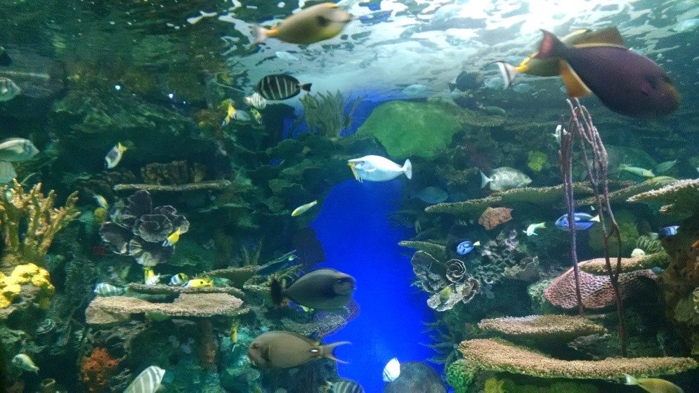 Ripley's Aquarium, Toronto