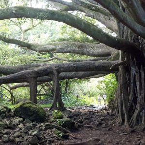 Hawaii Banyan Tree 514590 960 720