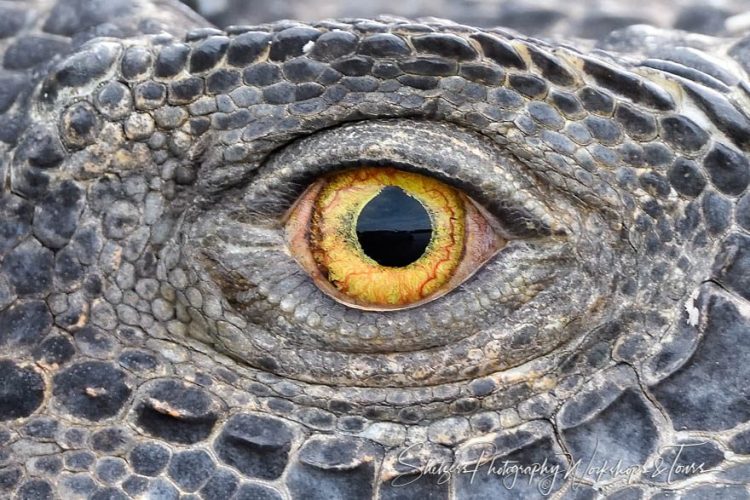 Green Iguana Eye Close Up 20190409 151723 E1644519074575