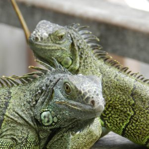 Evolvetours Destinations Belize 5