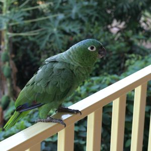 Evolvetours Trips Costarica Selects 3