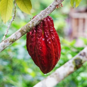 Evolvetours Destinations Ecuador 10