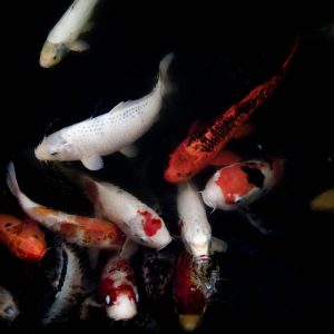 Evolvetours Destinations Japan 13