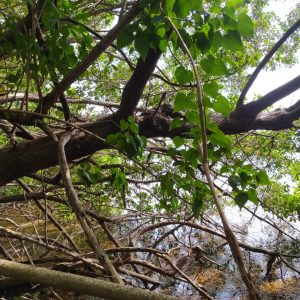 Martinique Photo 2023 03 10 11 56 43