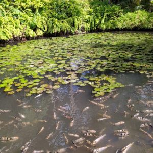 Martinique Photo 2023 03 16 12 37 11